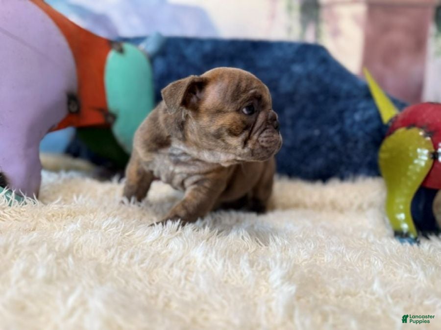 English Bulldog dogs Blue Fawn n tan brindle gen health tested CLEAR - Ad 2