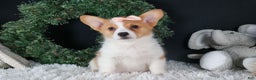 Welsh Corgi Pembroke dogs for sale: Iris - Ad 9