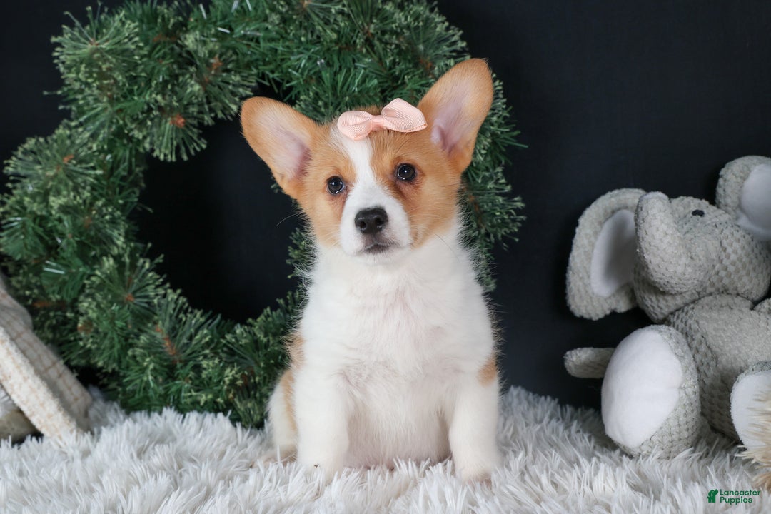 Welsh Corgi Pembroke dogs for sale: Iris - Ad 9