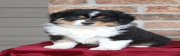 Miniature Australian Shepherd dogs for sale: Maverick - Ad 5