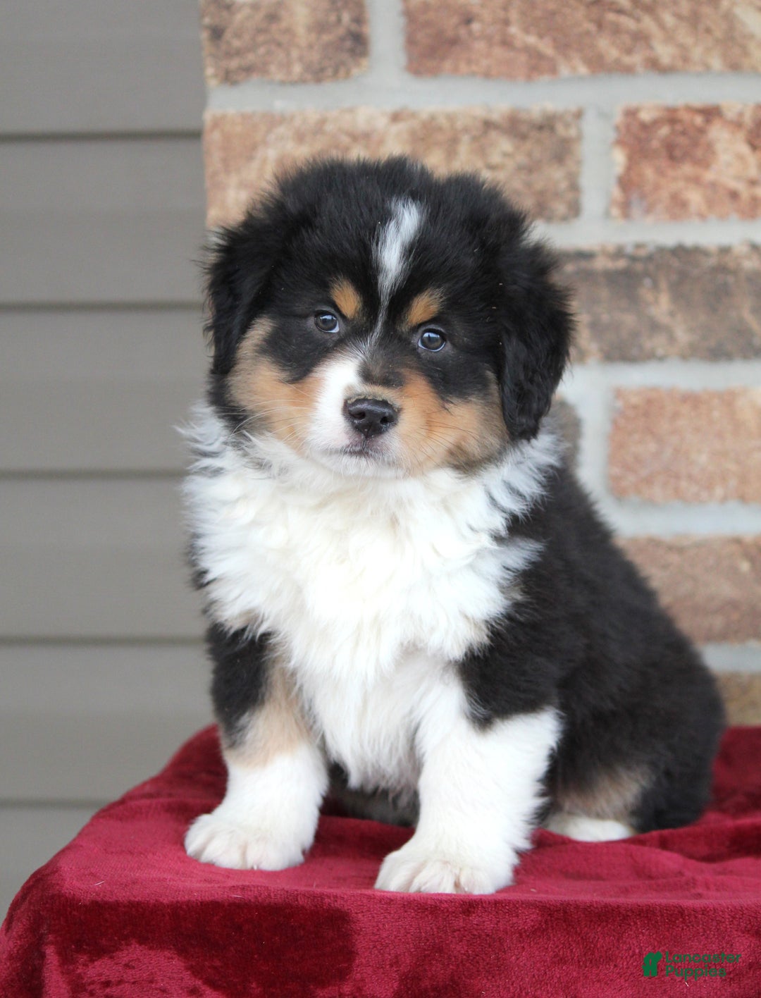 Miniature Australian Shepherd dogs for sale: Maverick - Ad 5