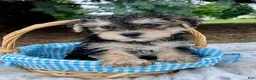 Morkie dogs for sale: Oreo - Ad 2