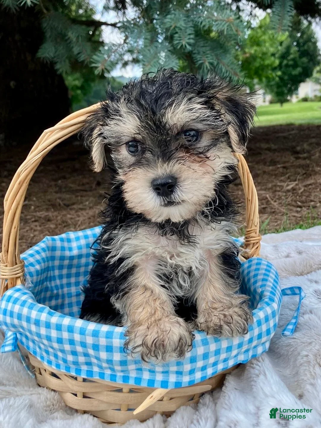 Morkie dogs for sale: Oreo - Ad 2