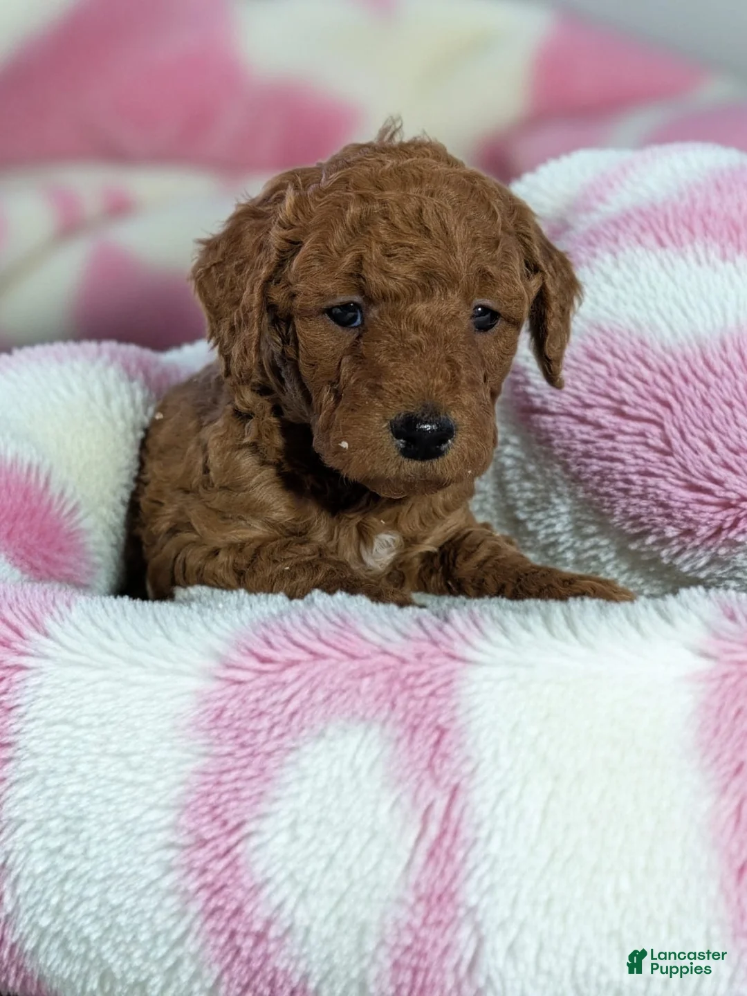 Goldendoodle dogs for sale: beatrice - Ad 7