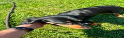Dachshund dogs for sale: Rory  - Ad 2