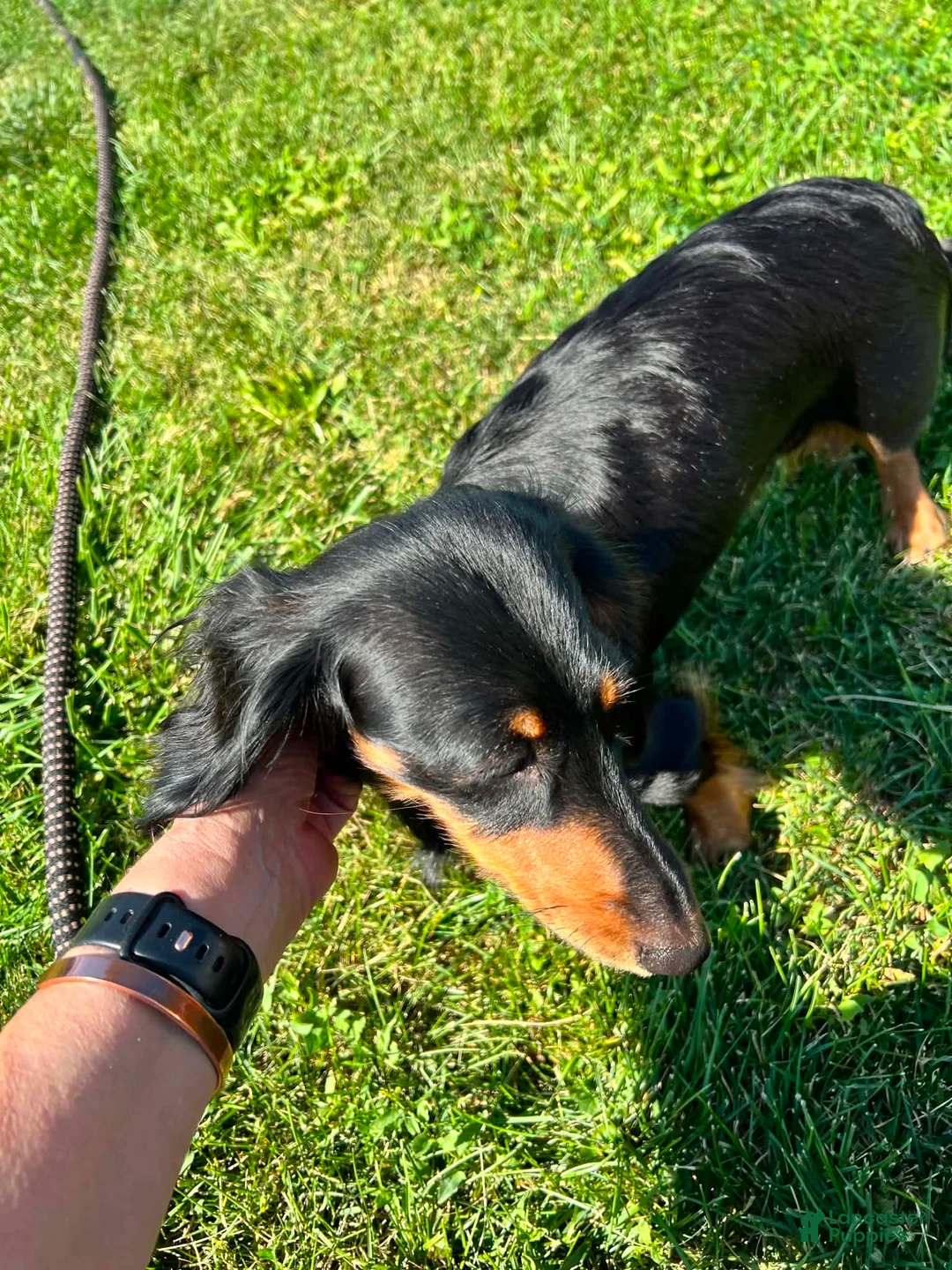 Dachshund dogs for sale: Rory  - Ad 2