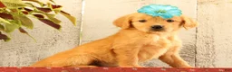 Golden Retriever dogs for sale: Natalie - Ad 3