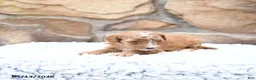 Cavapoo dogs for sale: Flora   - Ad 8