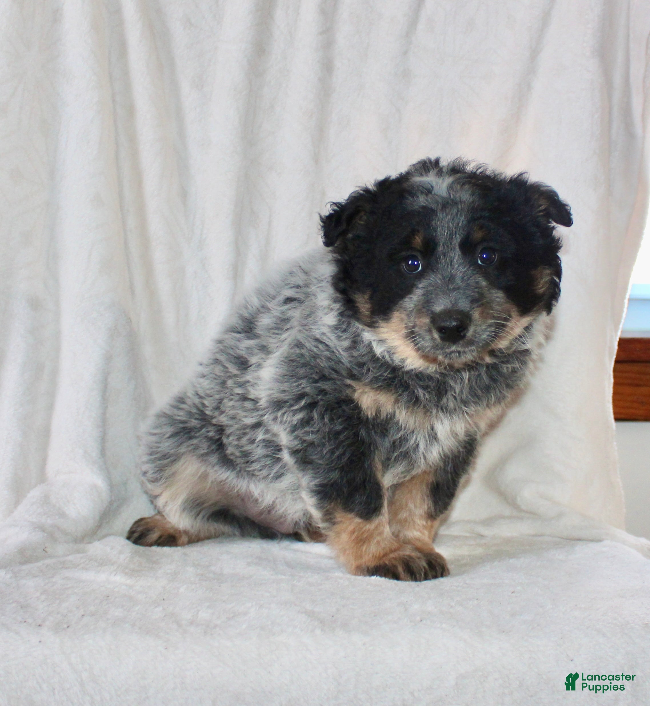 Australian Cattle Dog dogs Mack  - Ad 2
