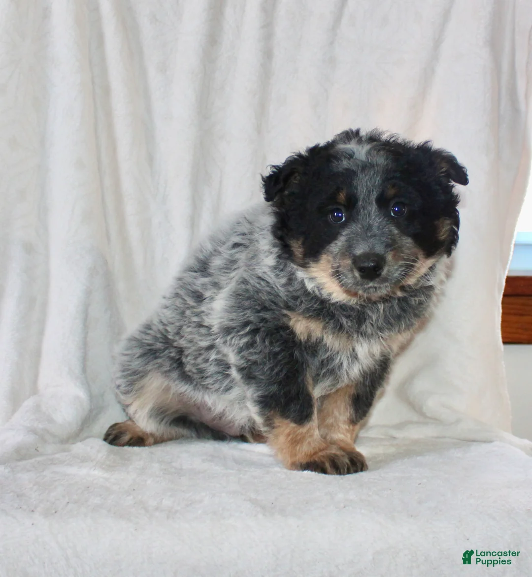 Australian Cattle Dog dogs for sale: Mack  - Ad 2