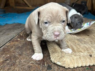 American Pit Bull Terrier dogs American Pit Bull Terrier Puppy 1 - Ad 38