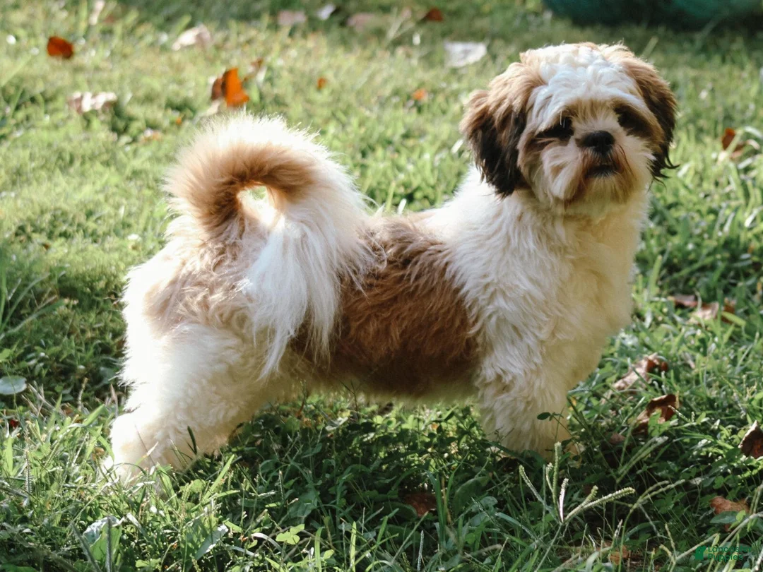 Lhasa Apso dogs for sale: Hunter - Ad 6