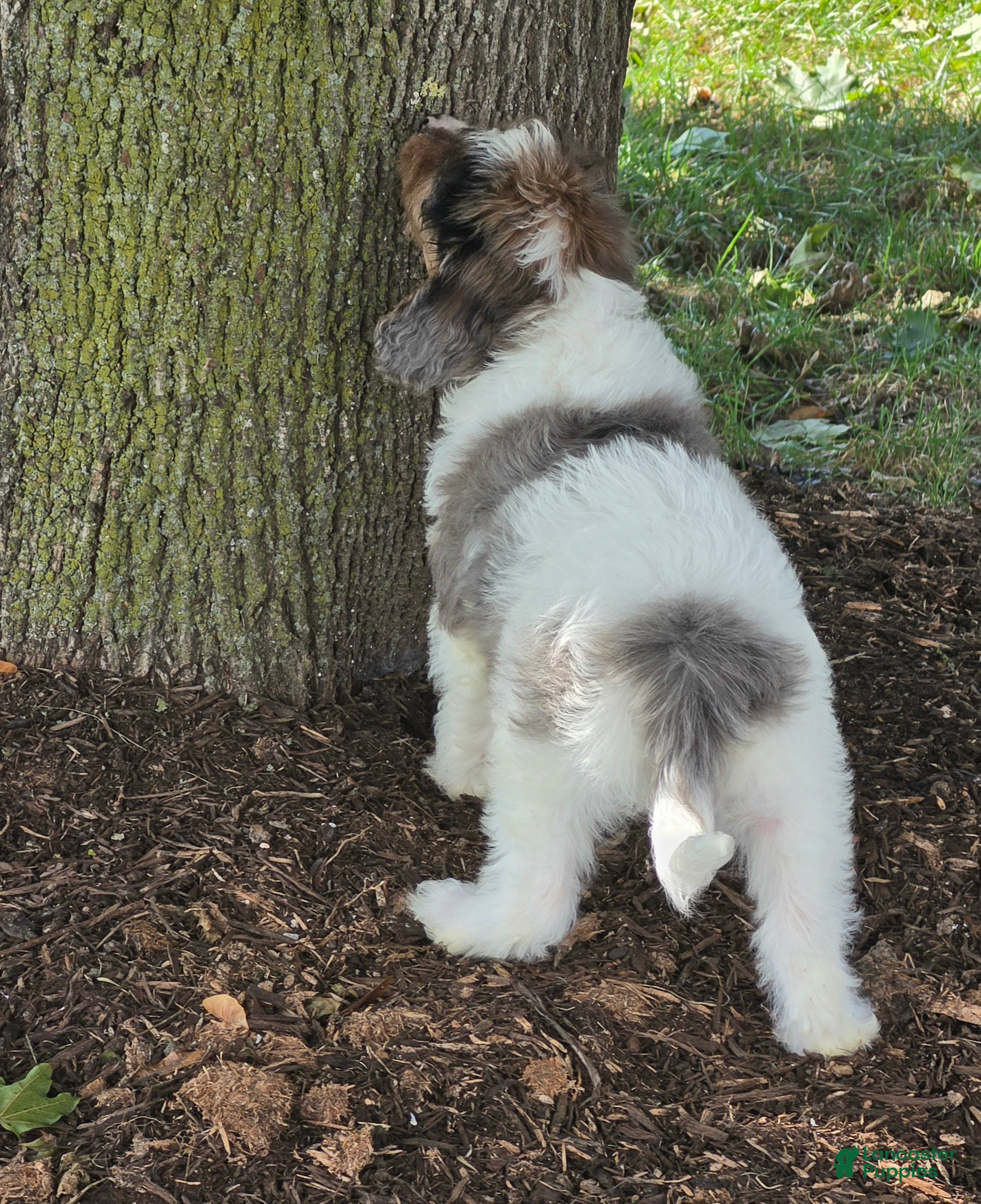 Cavapoo dogs for sale: Stormy - Ad 2