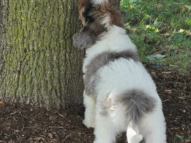 Cavapoo dogs for sale: Stormy - Ad 2