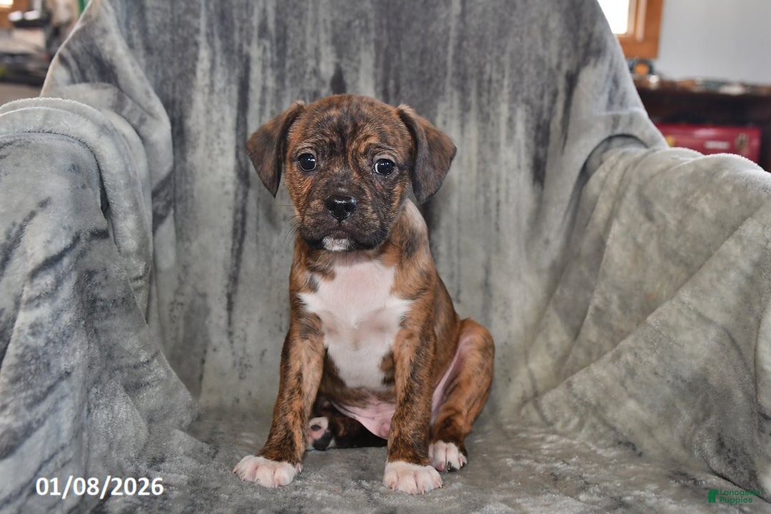 Mixed Breed dogs for sale: Rambo - Ad 2