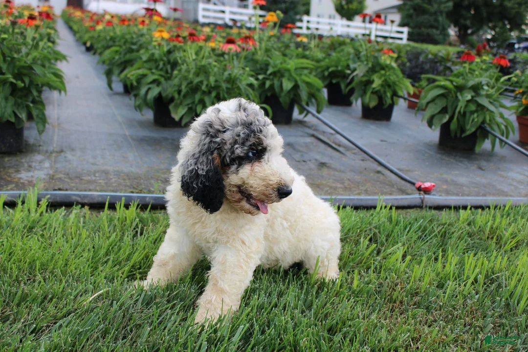 Standard Poodle dogs for sale: Buddy - Ad 11