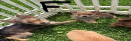 Chorkie dogs for sale: Chorkie 7 - Ad 2