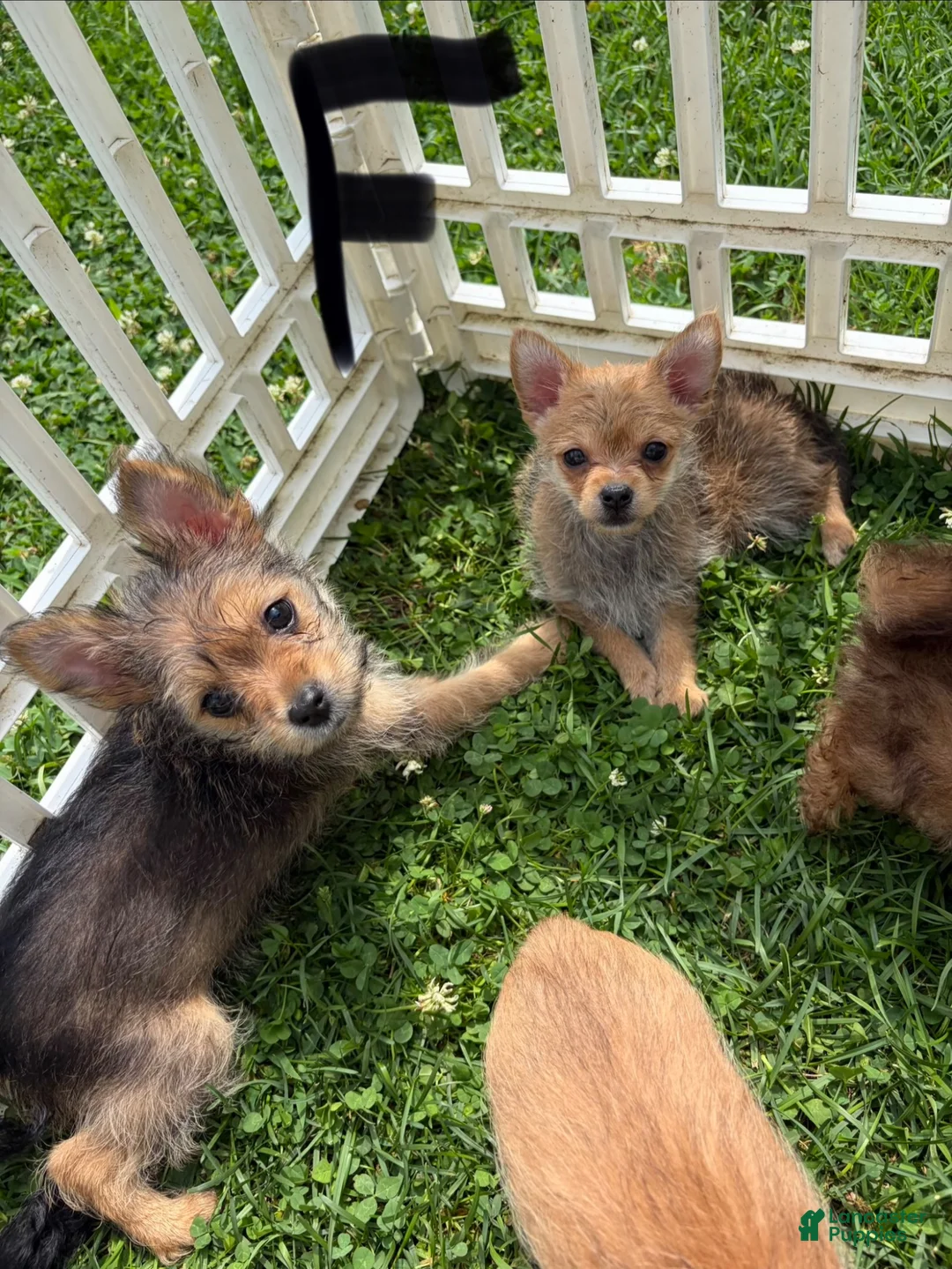Chorkie dogs for sale: Chorkie 7 - Ad 2