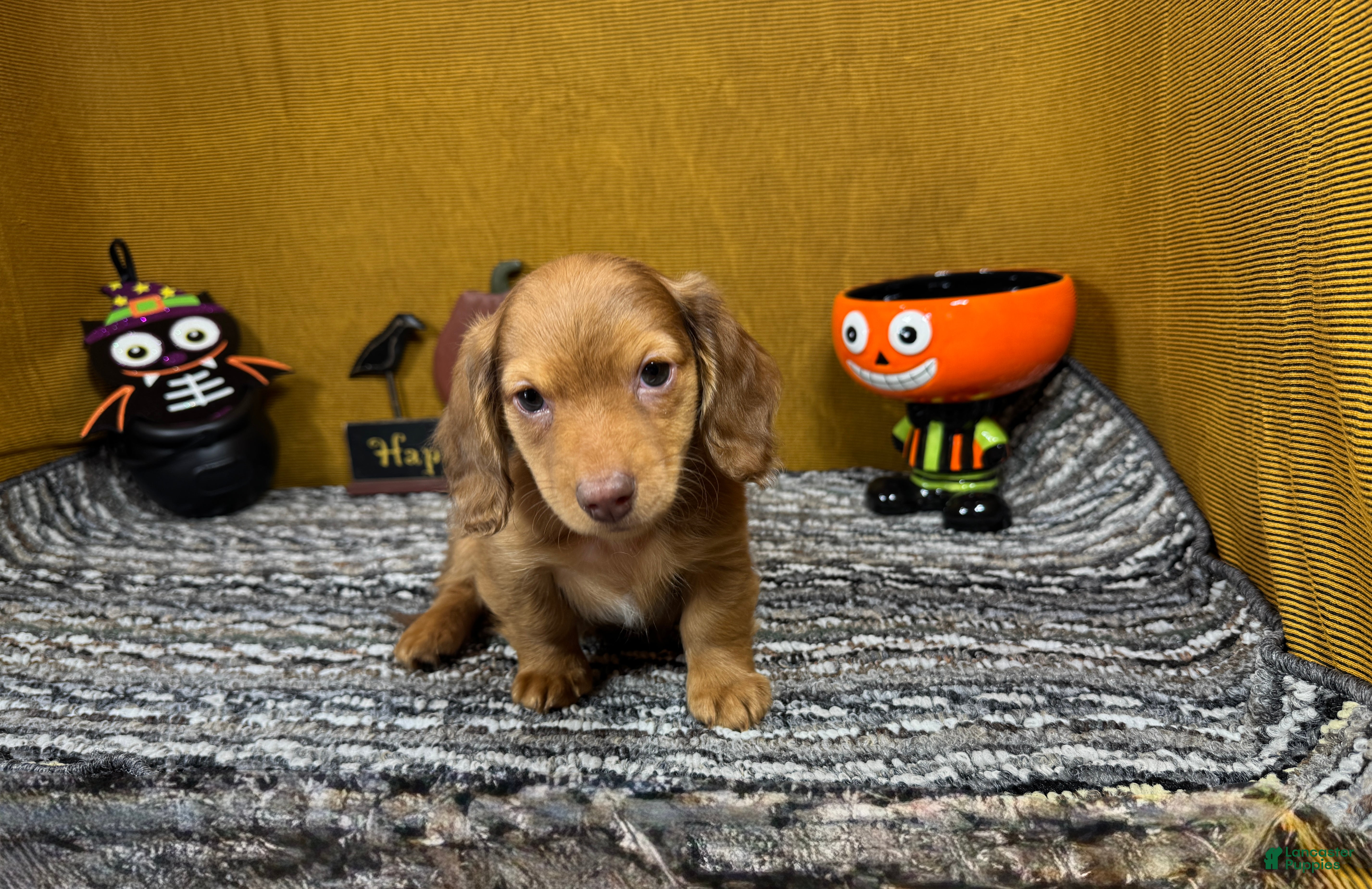 Miniature Dachshund dogs Miniature Dachshund 1 - Ad 14
