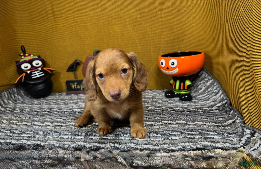 Miniature Dachshund dogs for sale: Miniature Dachshund 1 - Ad 1