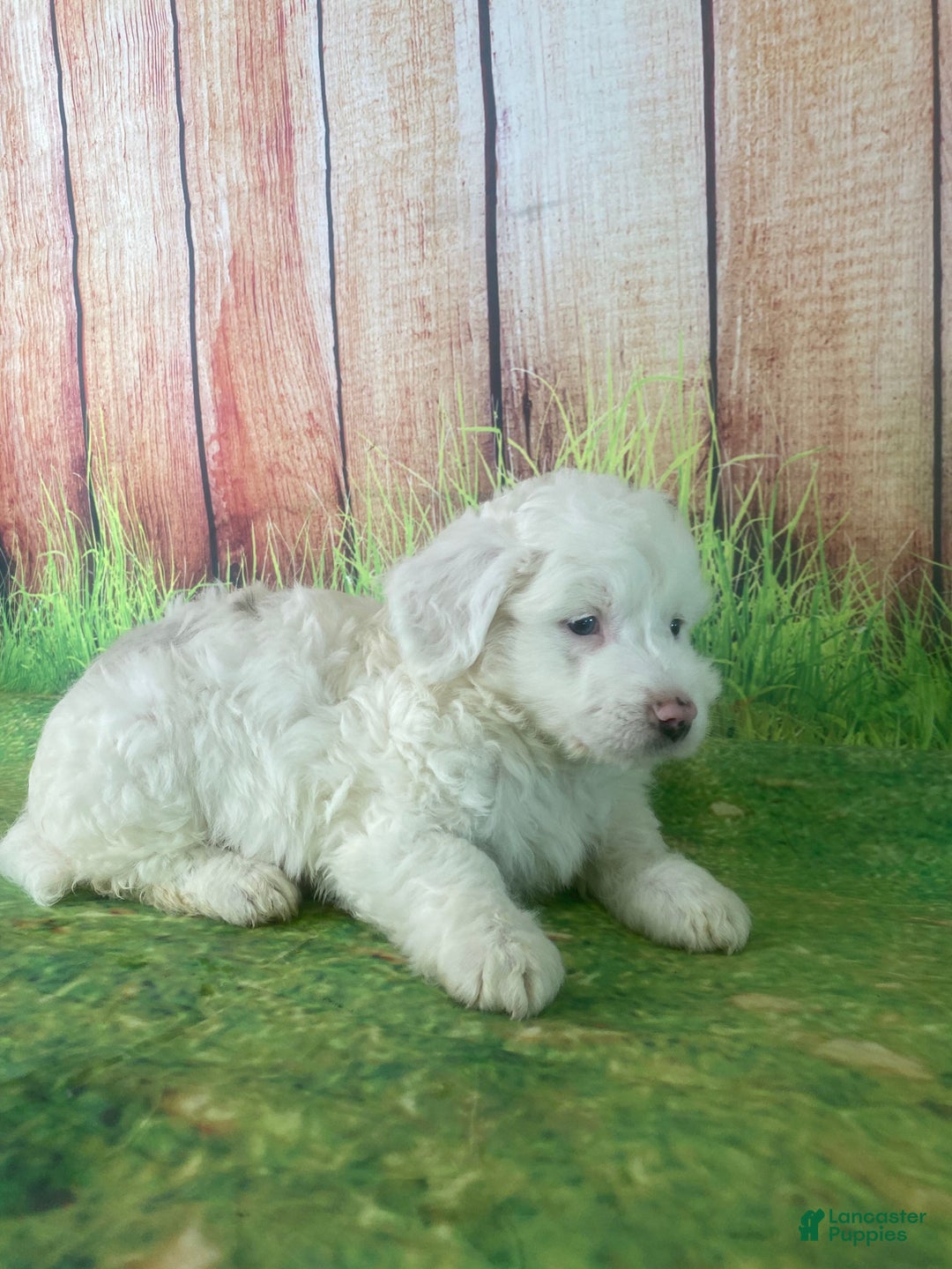 Mini Aussiedoodle dogs for sale: Gianna - Ad 9