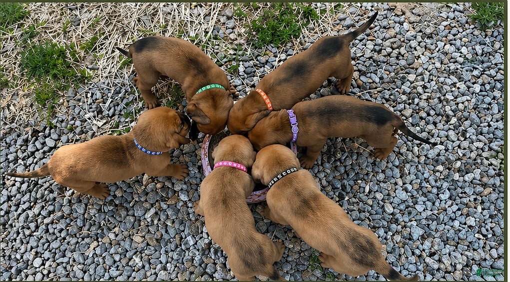 Bloodhound Puppy 1