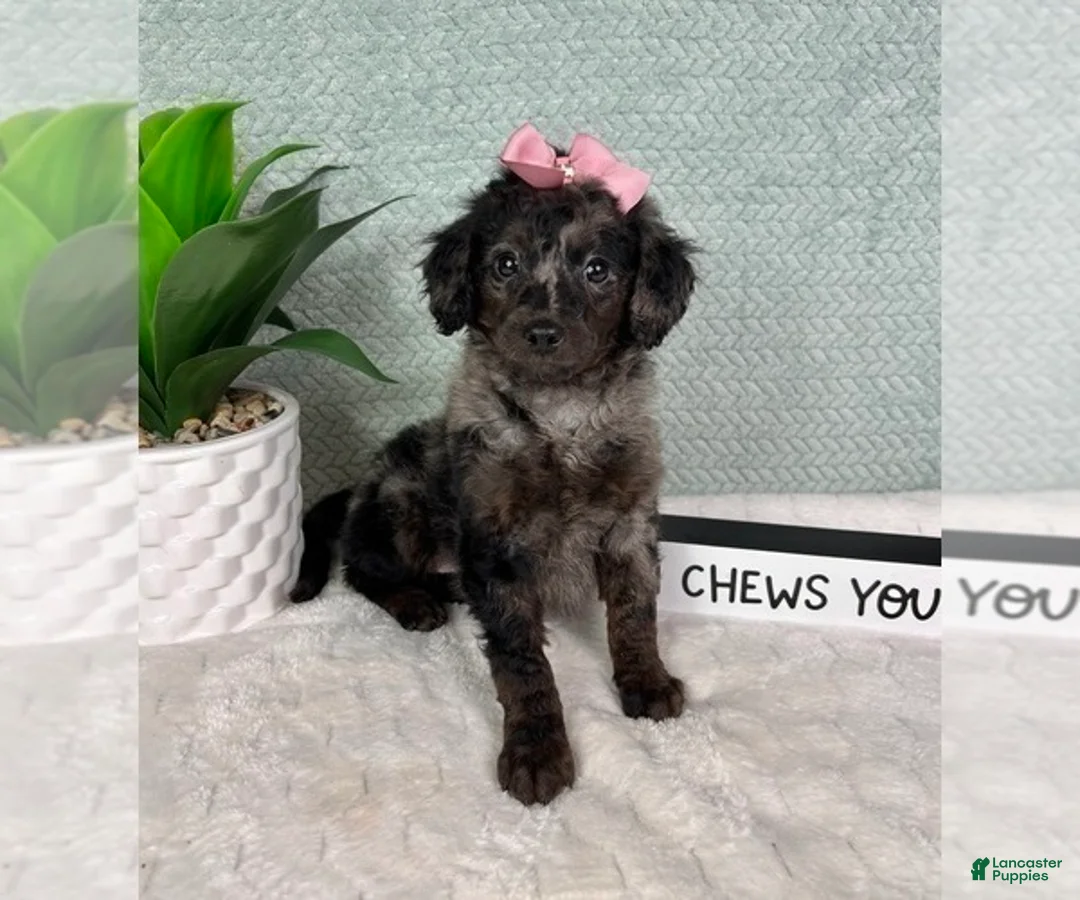 Aussiedoodle dogs for sale: Marcia - Ad 2