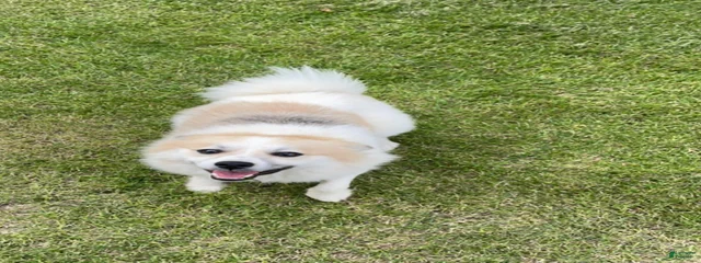 Timber 