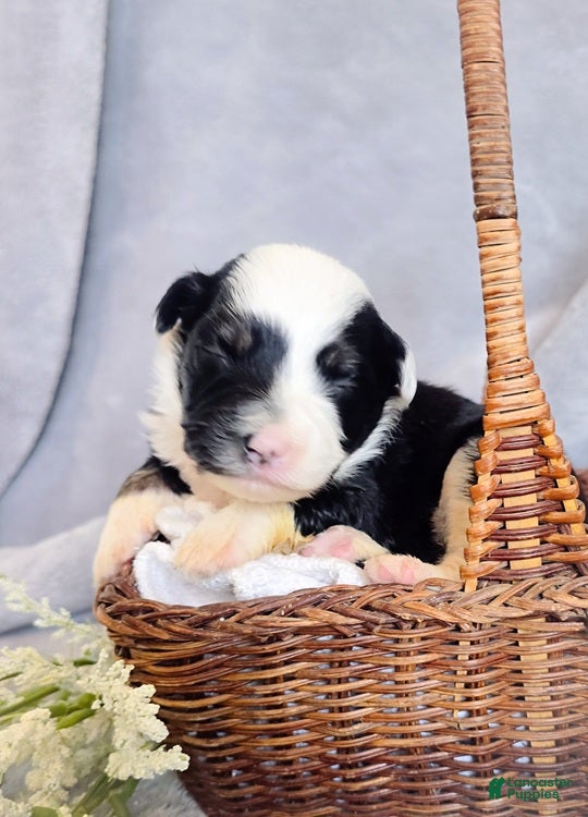 Aussiedoodle dogs Sugar Melon - Ad 2
