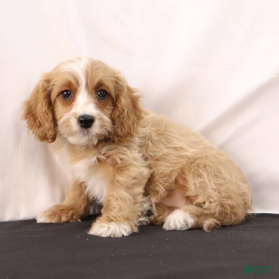 Cavapoo dogs for sale: Lilly - Ad 6