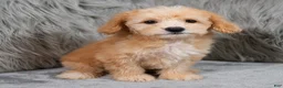 Mini Goldendoodle dogs for sale: Archie ID: 3858 - Ad 1