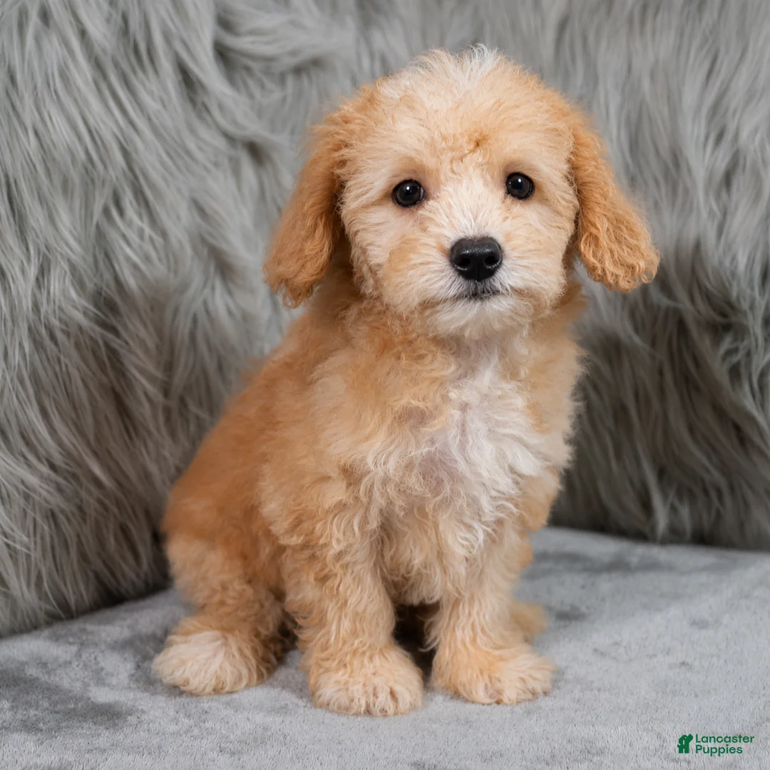 Mini Goldendoodle dogs for sale: Archie ID: 3858 - Ad 1