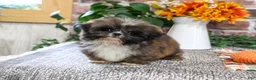 Shih Tzu dogs for sale: Hayes - Ad 4
