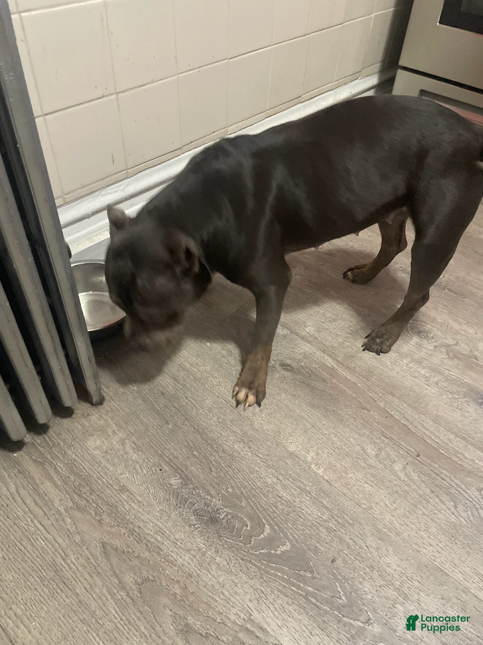 Milo (American Pit Bull Terrier, Female) in Chicago, IL