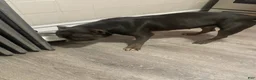 American Pit Bull Terrier dogs for sale: Milo - Ad 1
