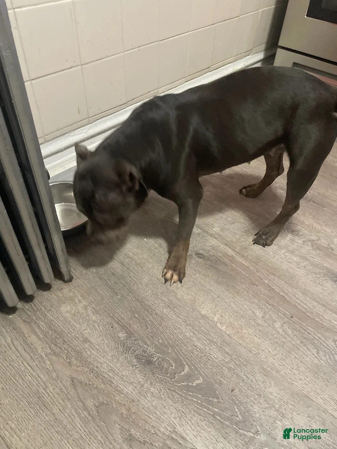 American Pit Bull Terrier dogs for sale: Milo - Ad 1