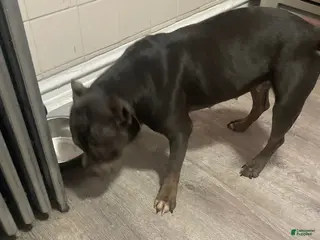 American Pit Bull Terrier dogs Milo - Ad 1