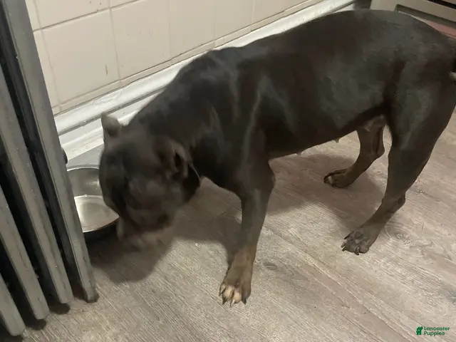 American Pit Bull Terrier dogs for sale: Milo - Ad 1