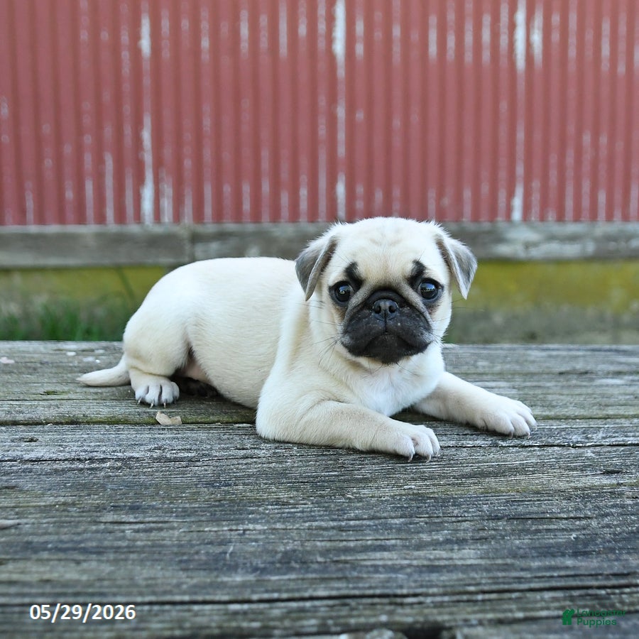 Pug dogs Lucy - Ad 1