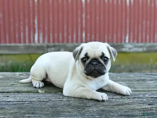 Pug dogs for sale: Lucy - Ad 1