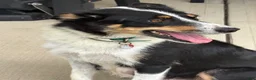 Border Collie dogs for sale: SMOKE  - Ad 7