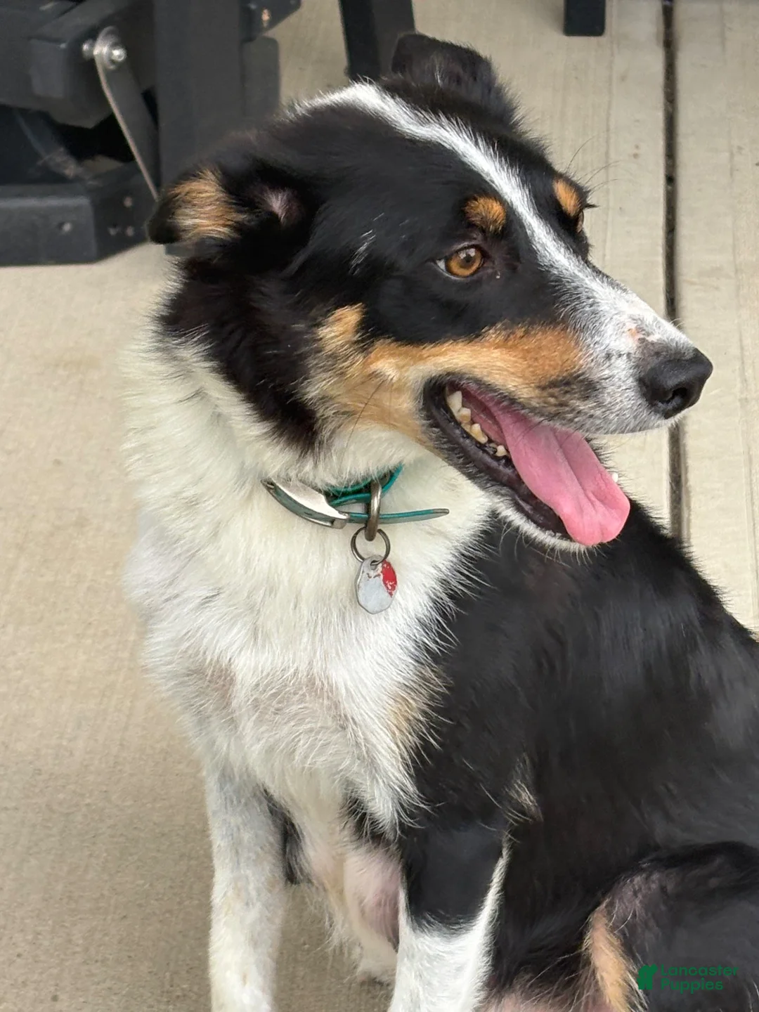 Border Collie dogs for sale: SMOKE  - Ad 7
