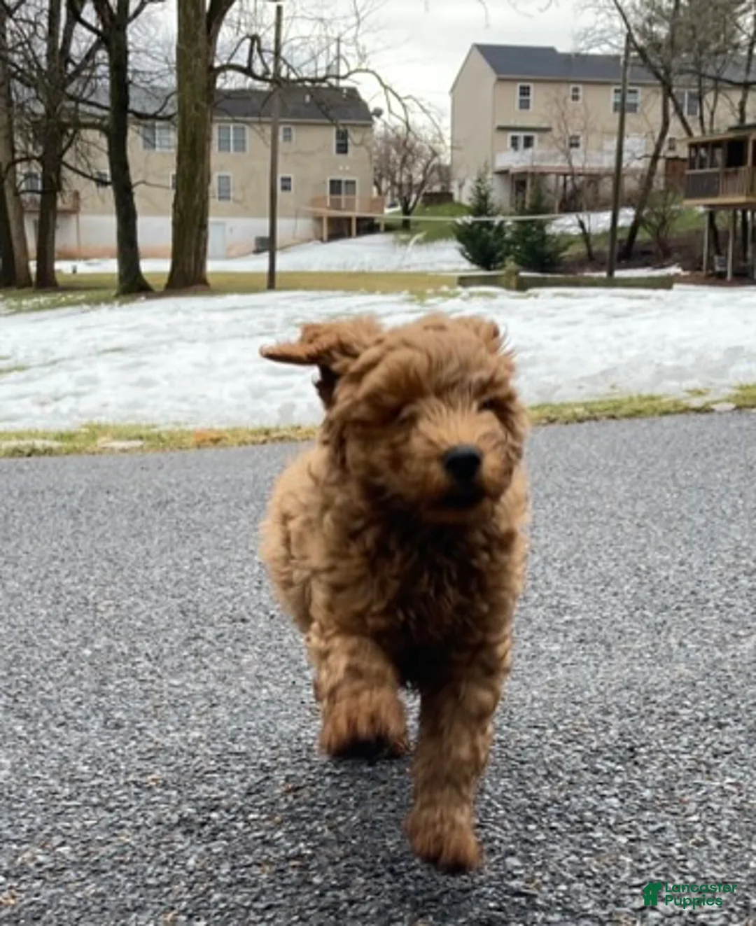 Labradoodle dogs for sale: Maverick - Ad 2