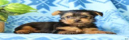 Yorkshire Terrier dogs for sale: Danny - Ad 7