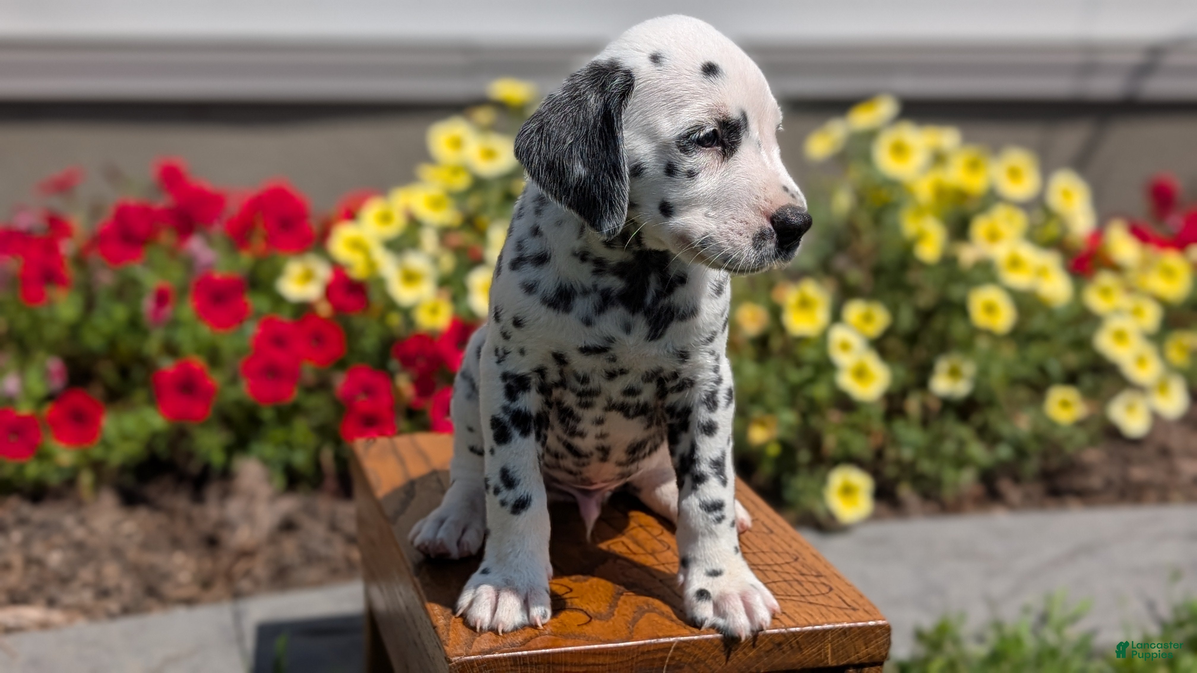 Dalmatian dogs Parker - Ad 2