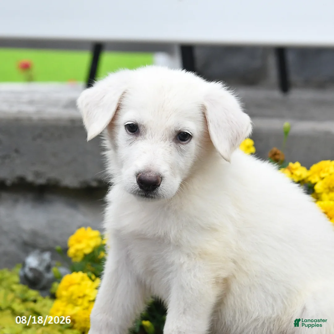 German Shepherd dogs for sale: Mack  - Ad 3