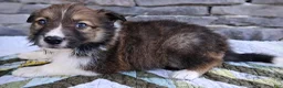 Scotch Collie dogs for sale: Winton  - Ad 2