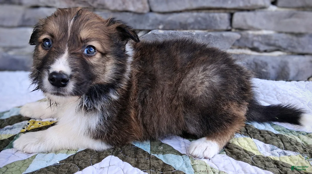 Scotch Collie dogs for sale: Winton  - Ad 2