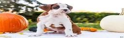 Boxer dogs for sale: Oxford Boxer - Ad 4