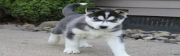 Siberian Husky dogs for sale: Willow - Ad 6